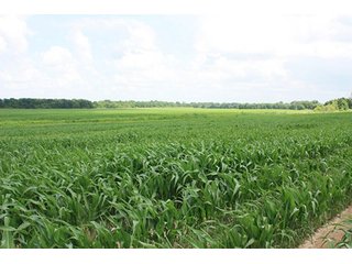 Property photo 2 - MID-DELTA REGION PRODUCTIVE CROPLAND AUCTION - 4,783+/- ACRES OFFERED IN 10 TRACTS